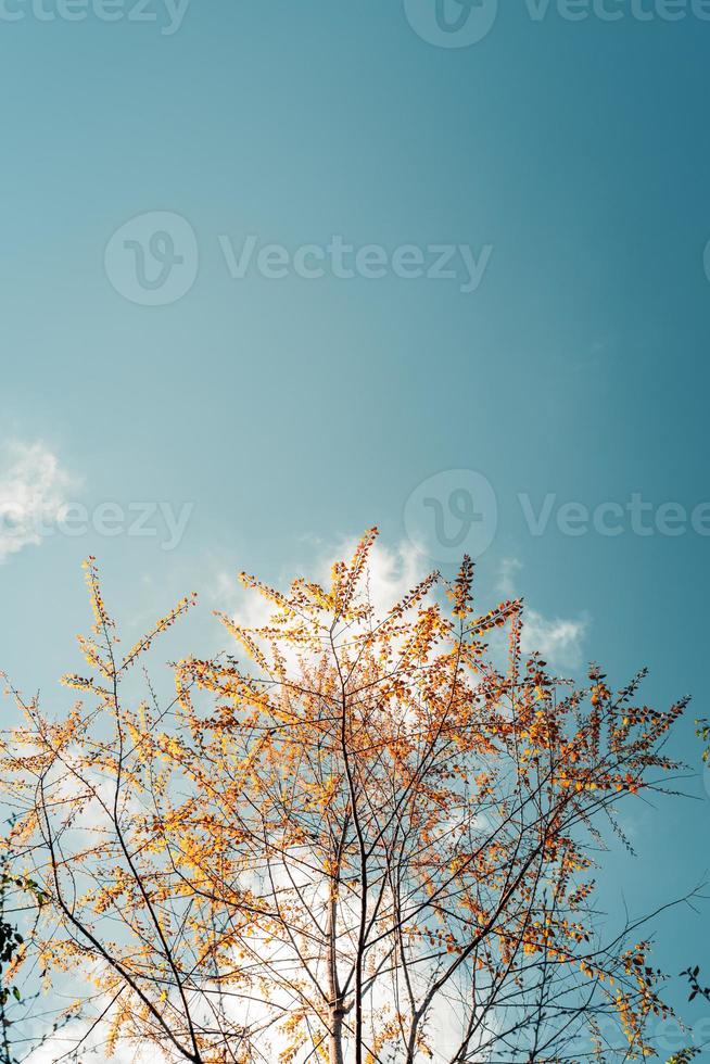 bos en de herfstbladeren veranderen van kleur foto