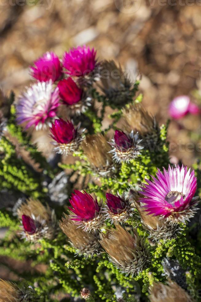 paars roze bloemen planten in kaapstad. foto