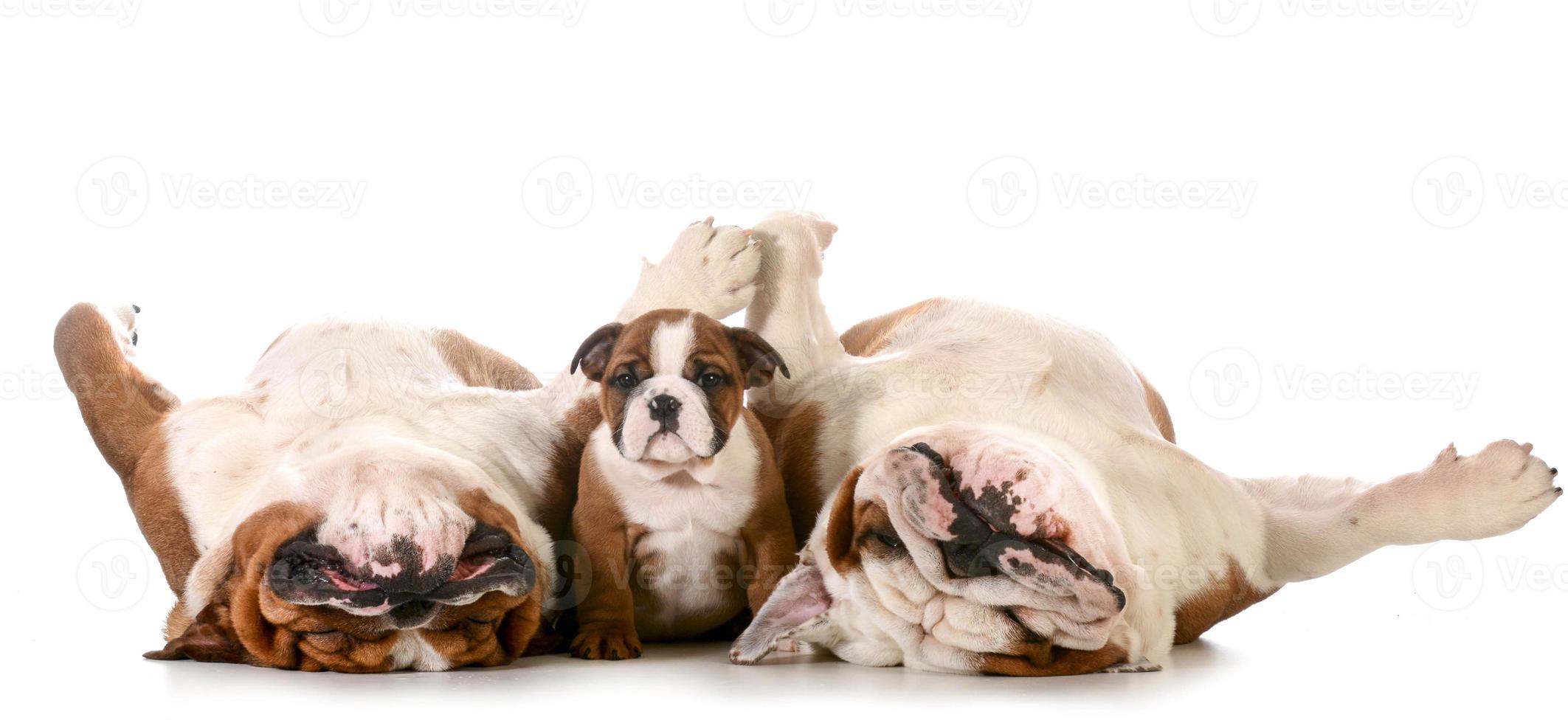 bulldog familie achtergrond foto