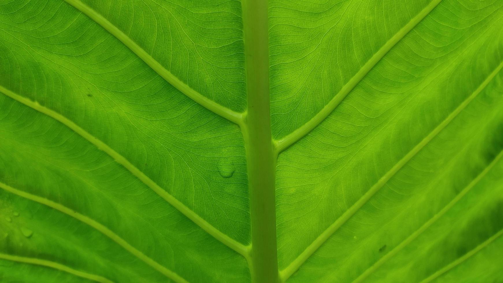 groene blad textuur achtergrond met licht erachter. groene bladeren achtergrond foto