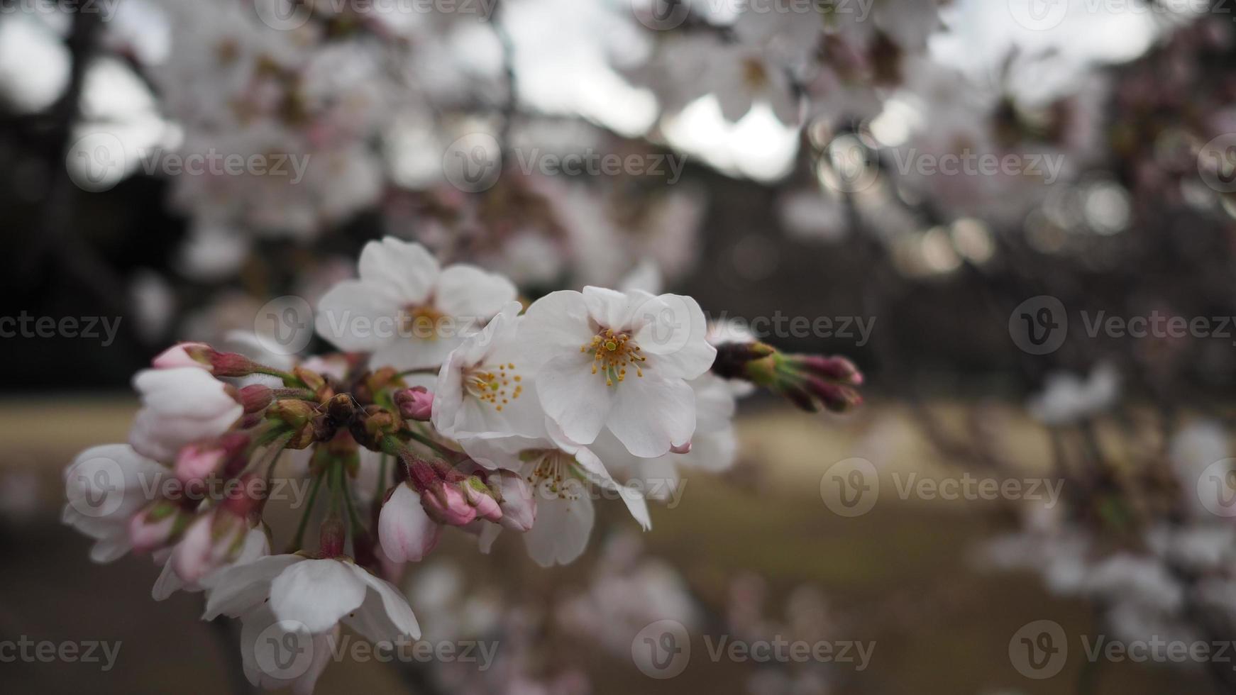 witte kersenbloesem. sakurabomen in volle bloei in meguro ward tokyo japan foto