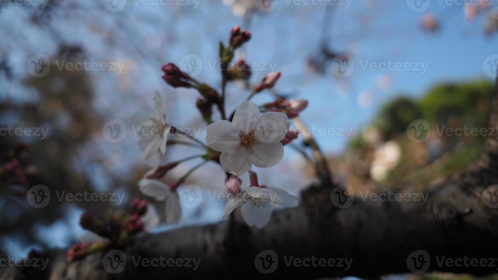 witte kersenbloesem. sakurabomen in volle bloei in meguro ward tokyo japan foto