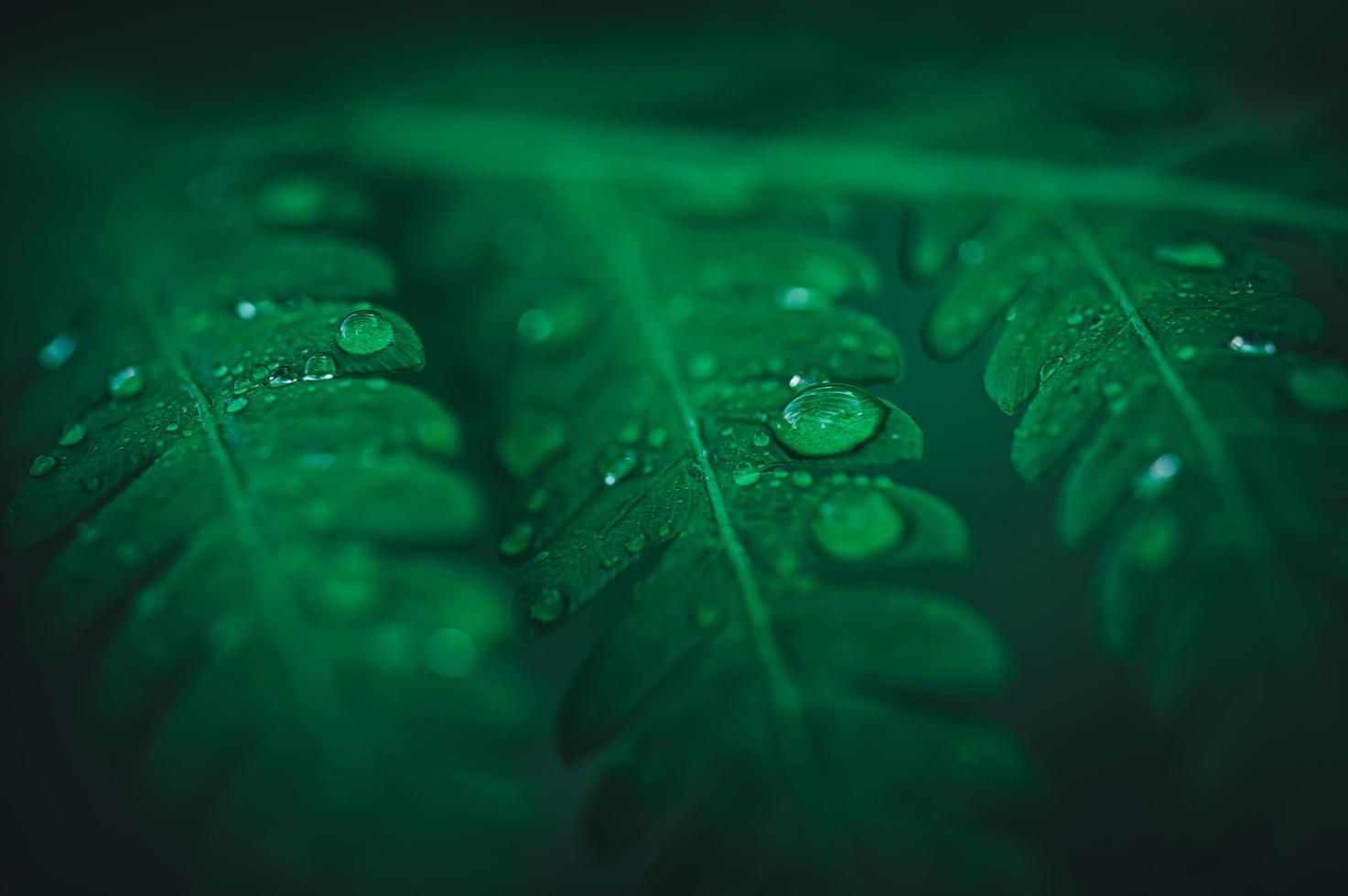 macro waterdruppels op bladeren houden van het milieu foto