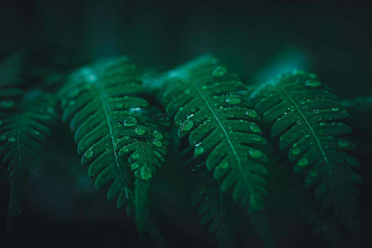 macro waterdruppels op bladeren houden van het milieu foto