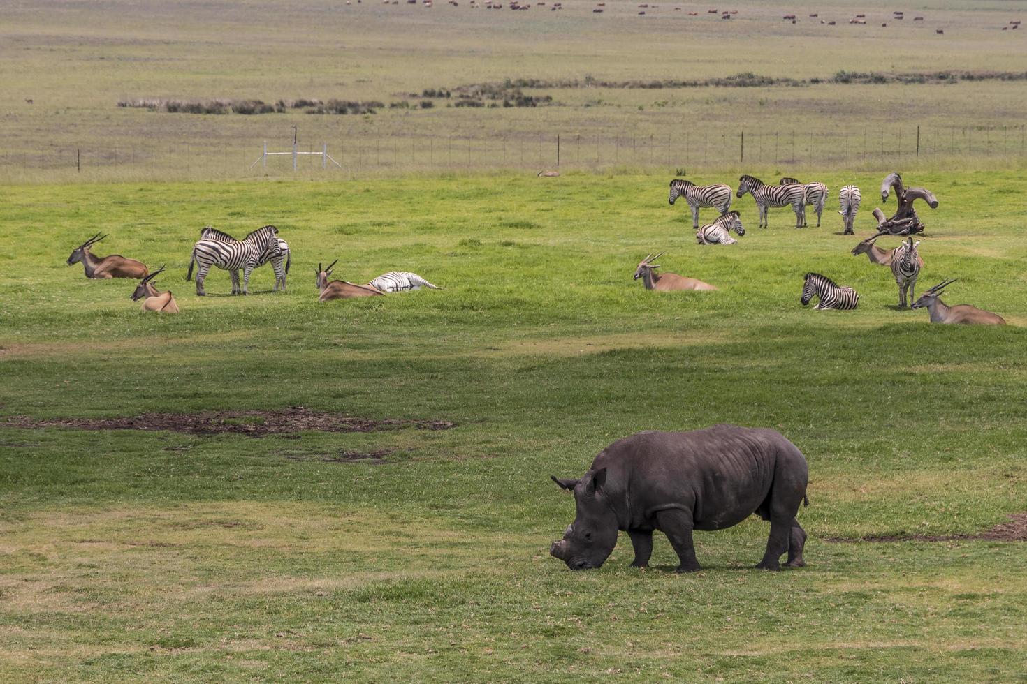 grote vijf zwarte neushoorn zonder hoorn Kruger Nationalpark Zuid-Afrika. foto