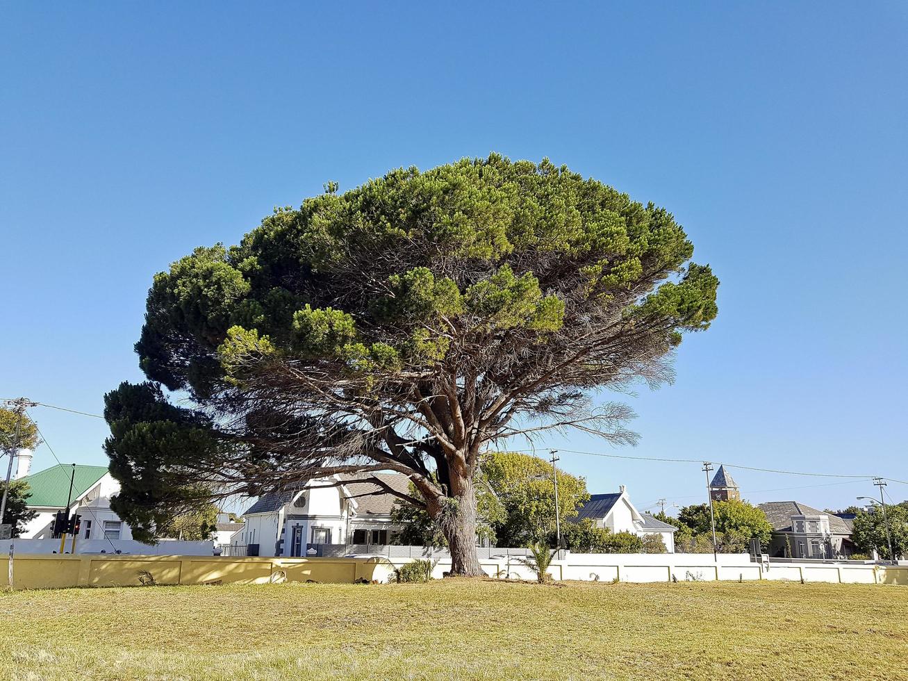gigantische afrikaanse boom in het park, kaapstad, zuid-afrika. foto