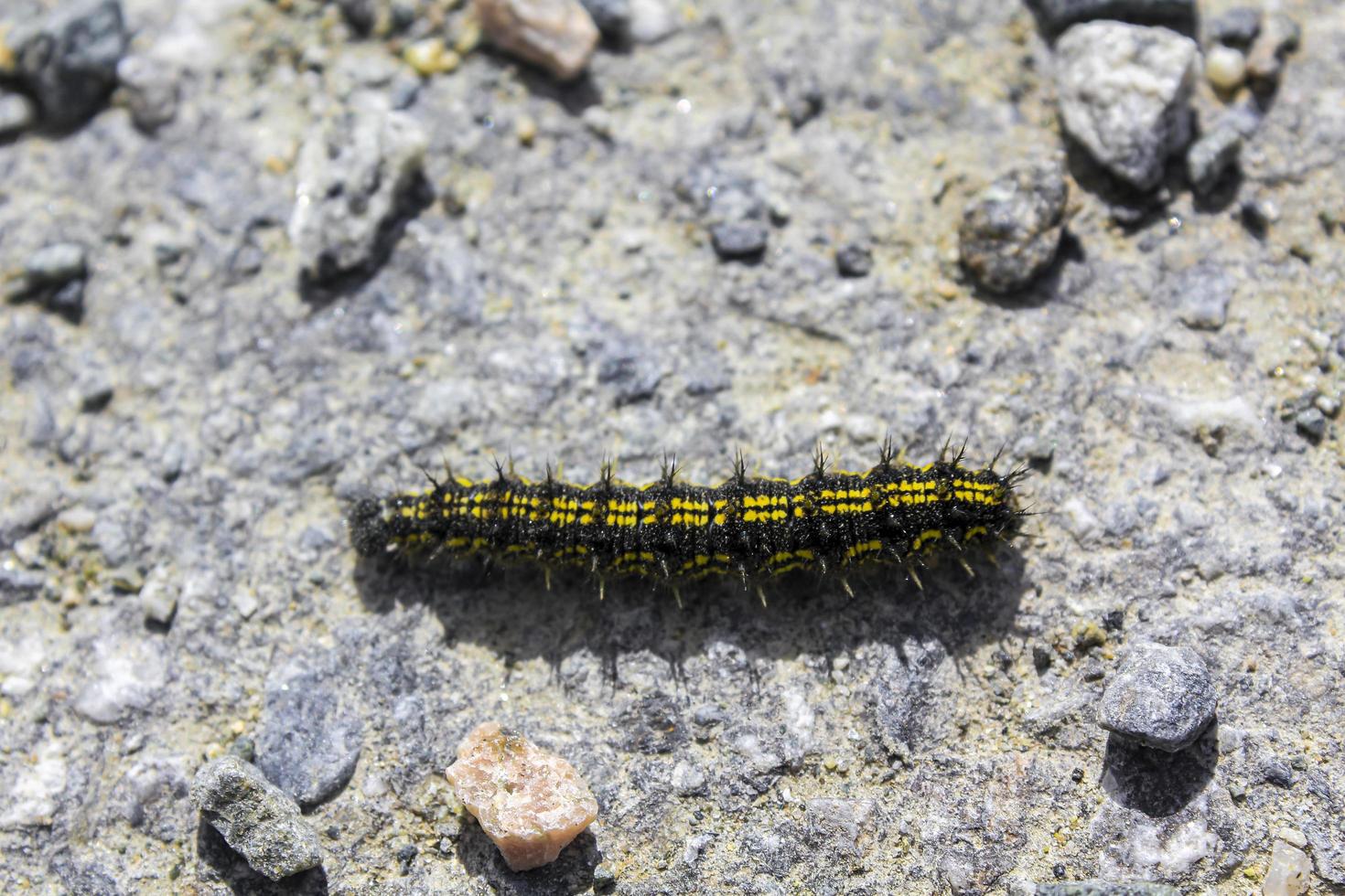 zwarte en gele harige rups op steenachtige grond in noorwegen. foto