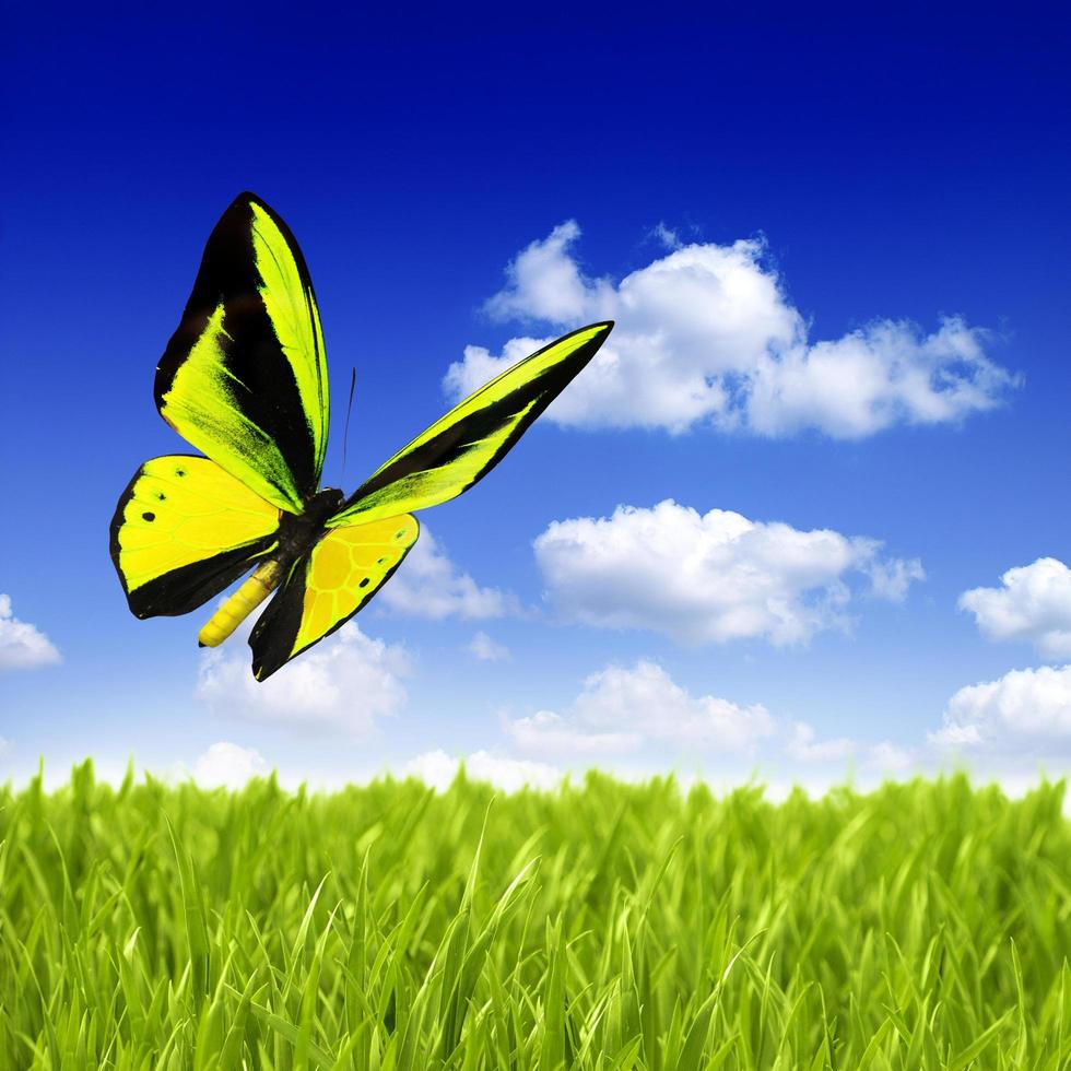 prachtige veelkleurige echte vlinder die op een groene achtergrond vliegt foto