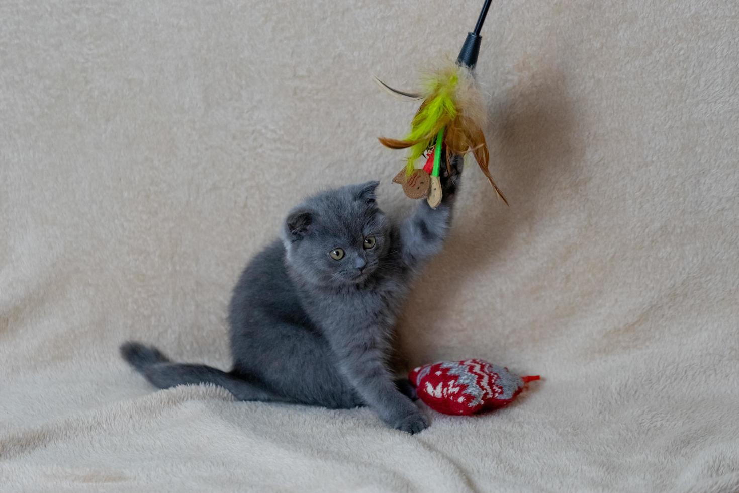 portret van een grijze kitten met speelgoed gemaakt van veren foto