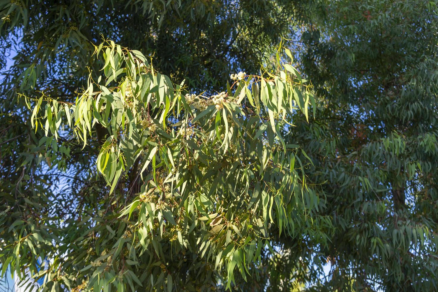 natuurlijke achtergrond met bloeiende takken van eucalyptus foto
