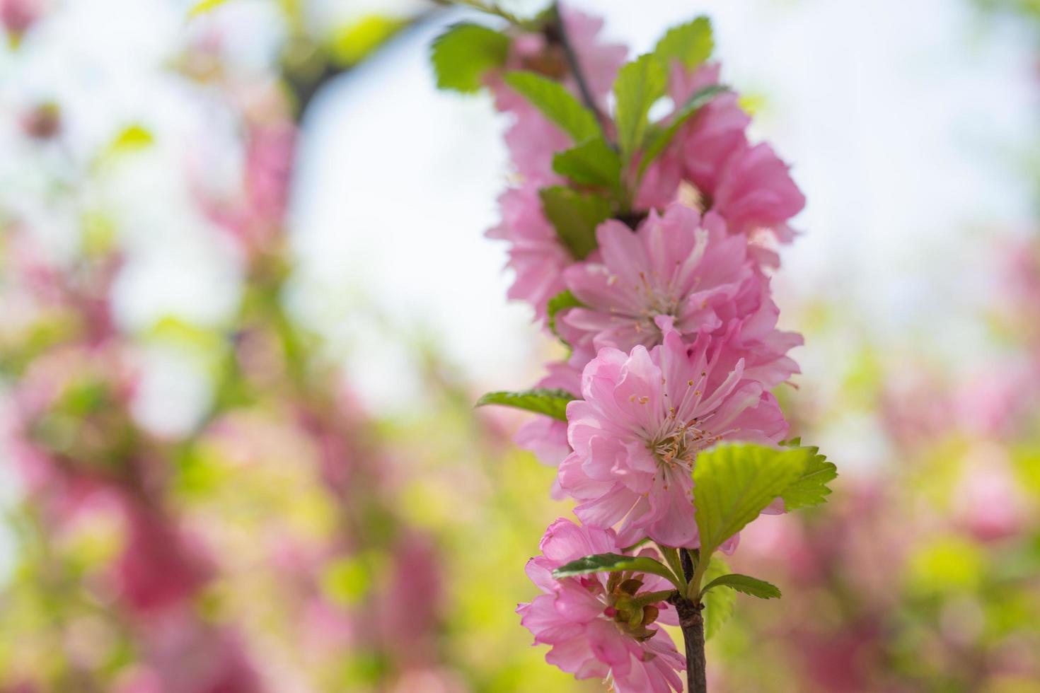 macro foto van natuur roze sakura bloemen.