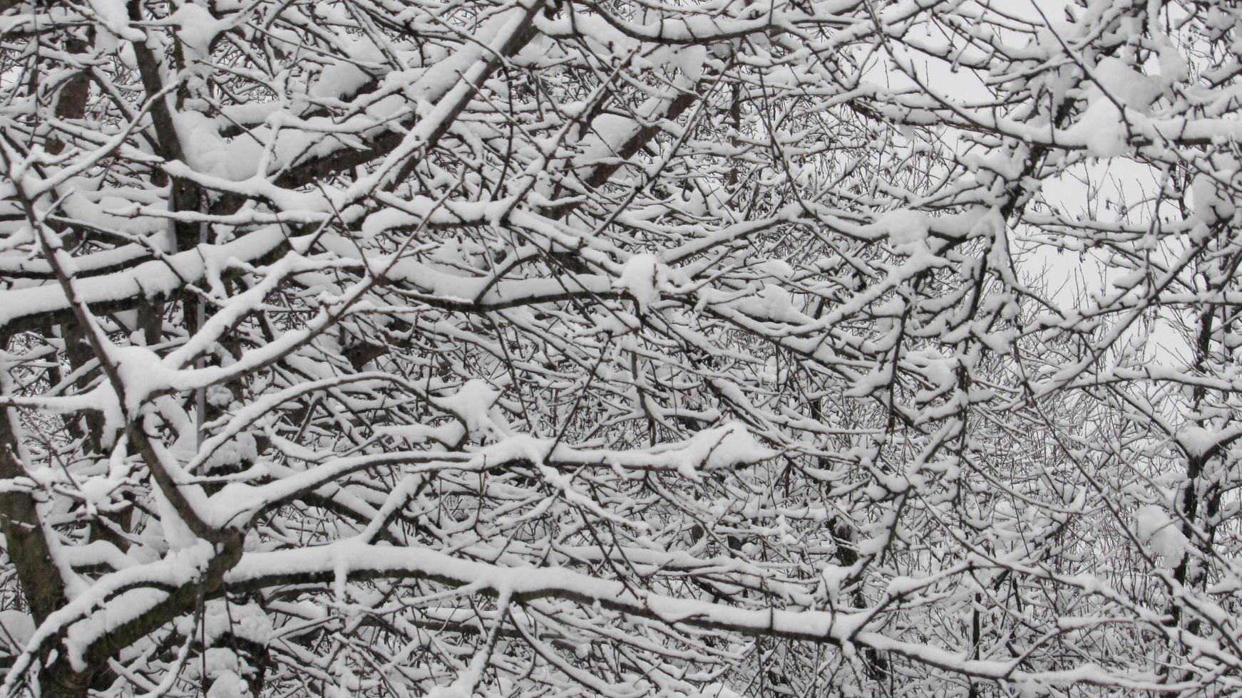 besneeuwde boom. sneeuwachtig weer foto