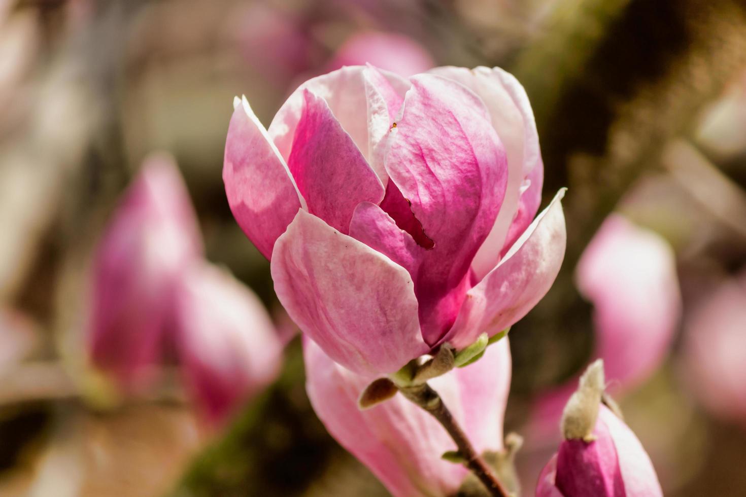 zachte focus van een roze magnoliaknop op een boom met een wazige achtergrond foto