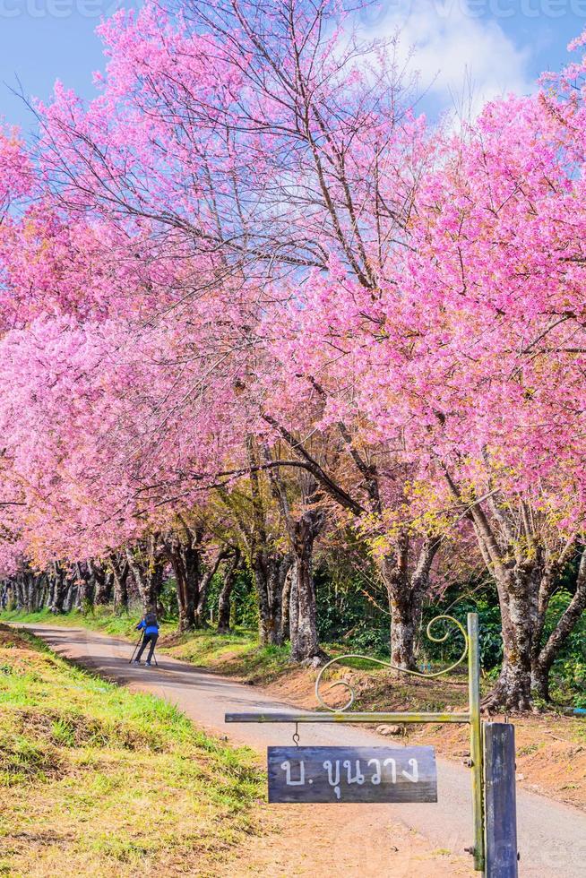 wilde Himalaya kersenbloem. foto