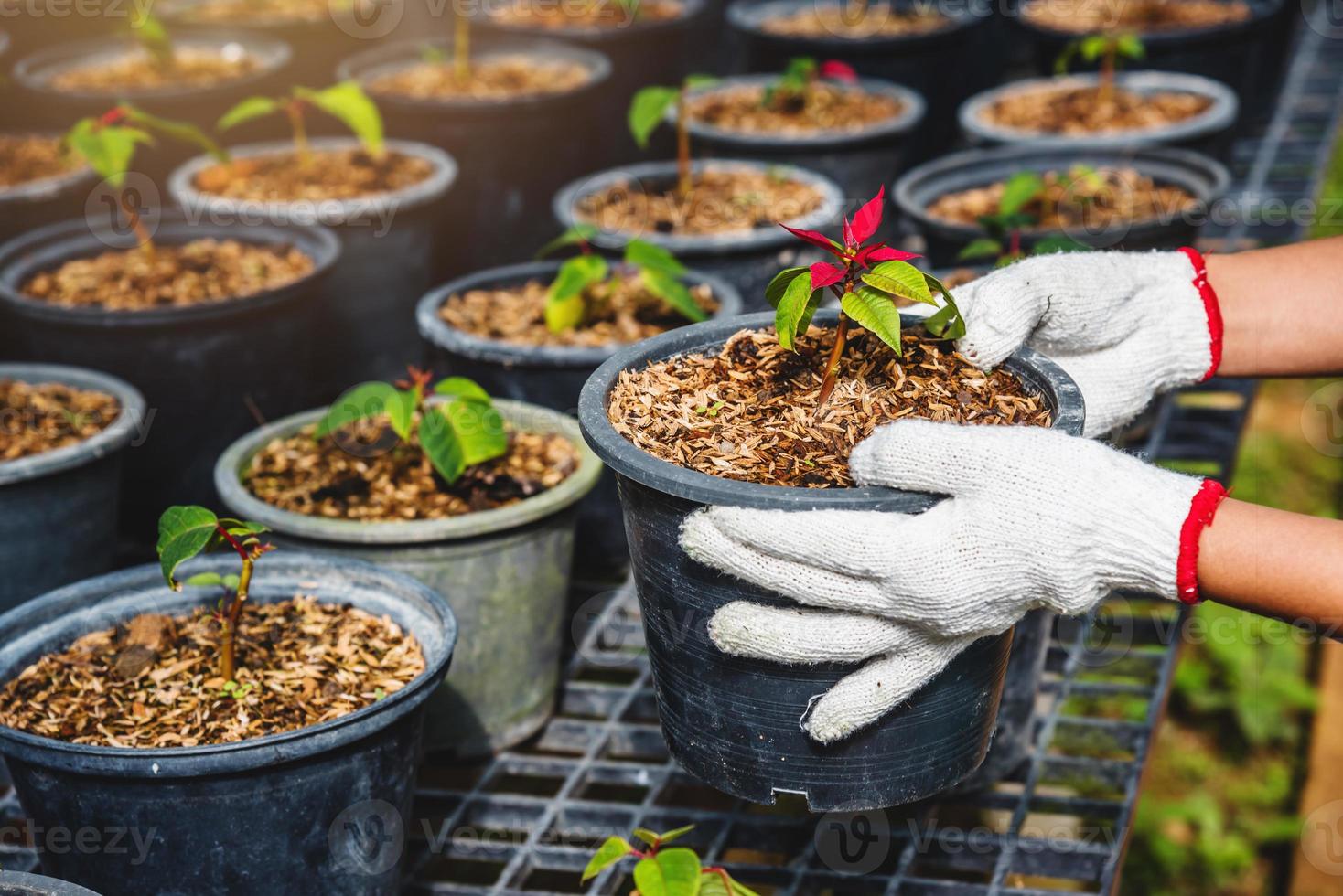 groeiende planten van zaailingen landbouw werknemer vrouw in tuin bloemen ze plant jonge baby planten growdling. foto