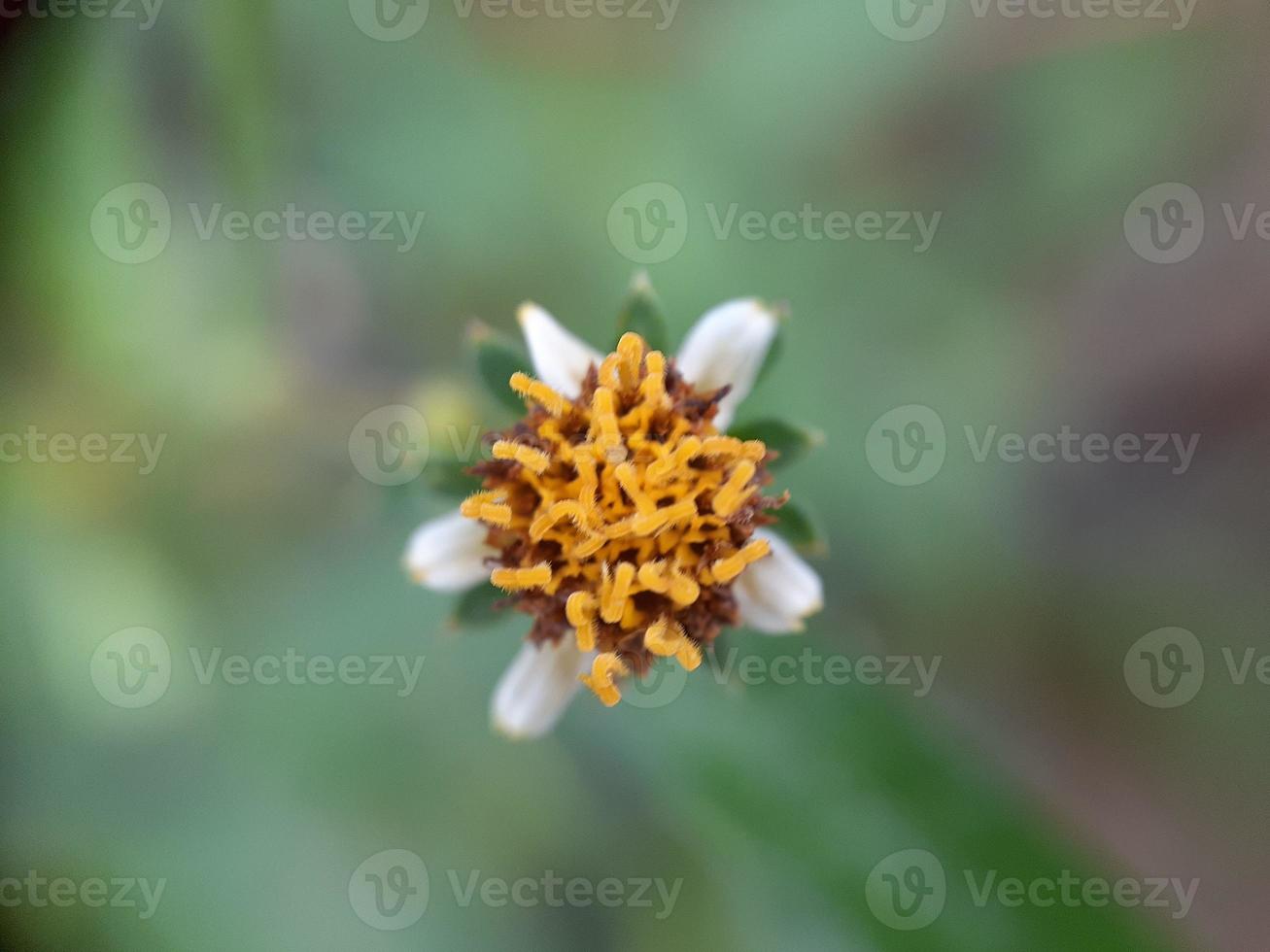 close-up van bloem, mooi natuurobject foto