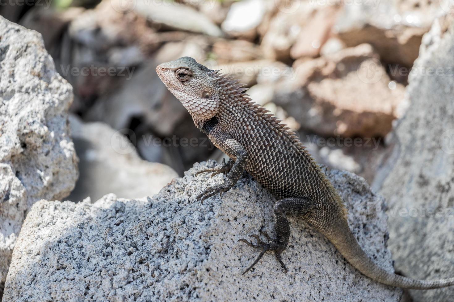 hagedis, agame, reptielen uit Sri Lanka, Azië. foto