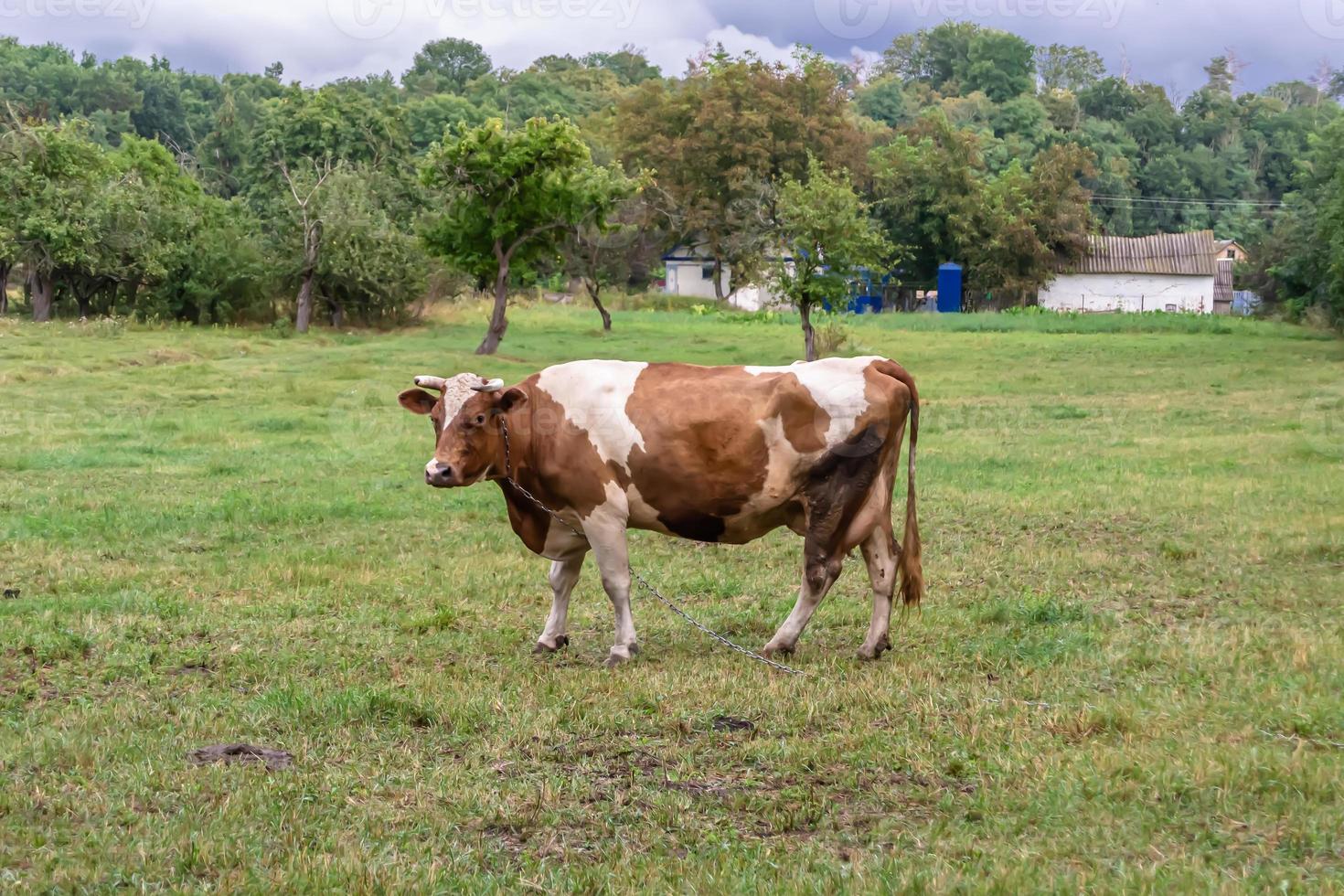 fotografie op thema mooie grote melkkoe foto