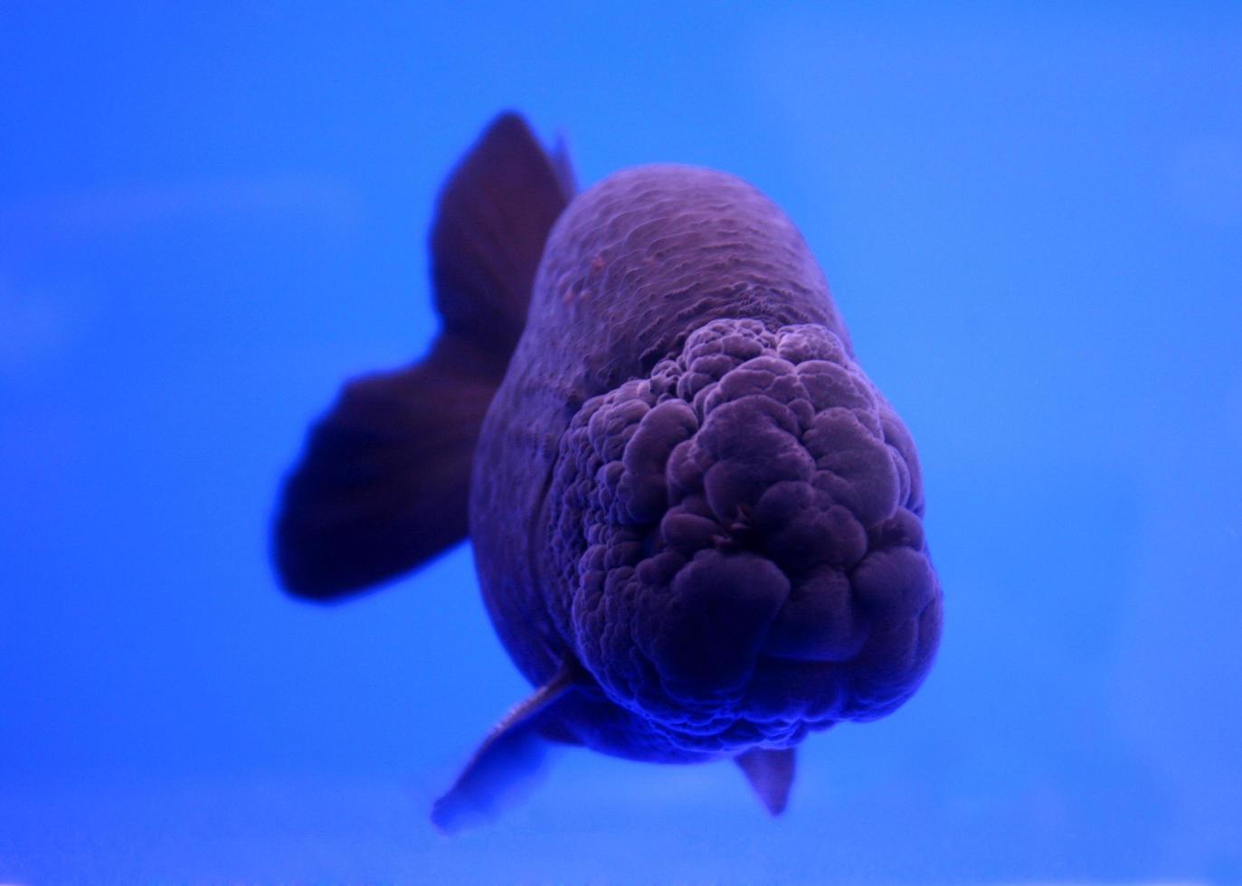 zwarte goudvis in blauw scherm foto