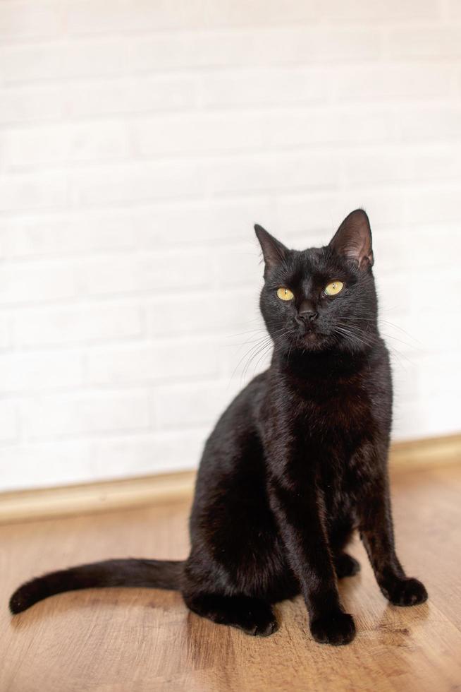 zwarte kat met gele ogen zit op laminaat foto