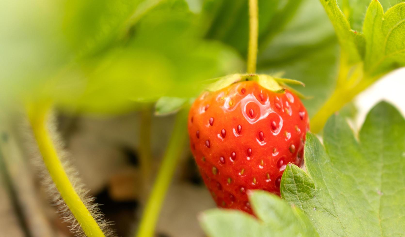 verse aardbeien op de boerderij foto