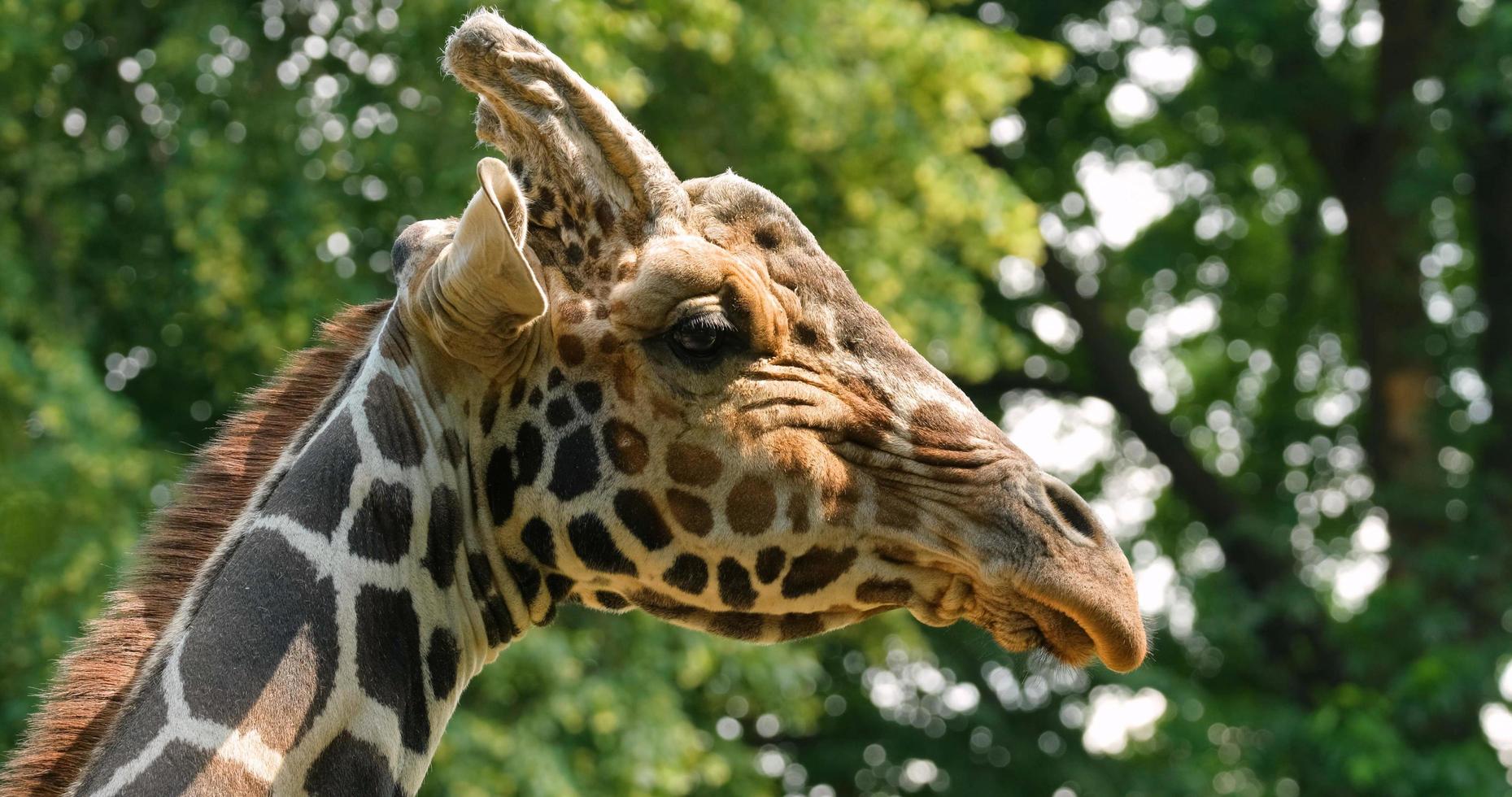 close-up portret van giraf foto