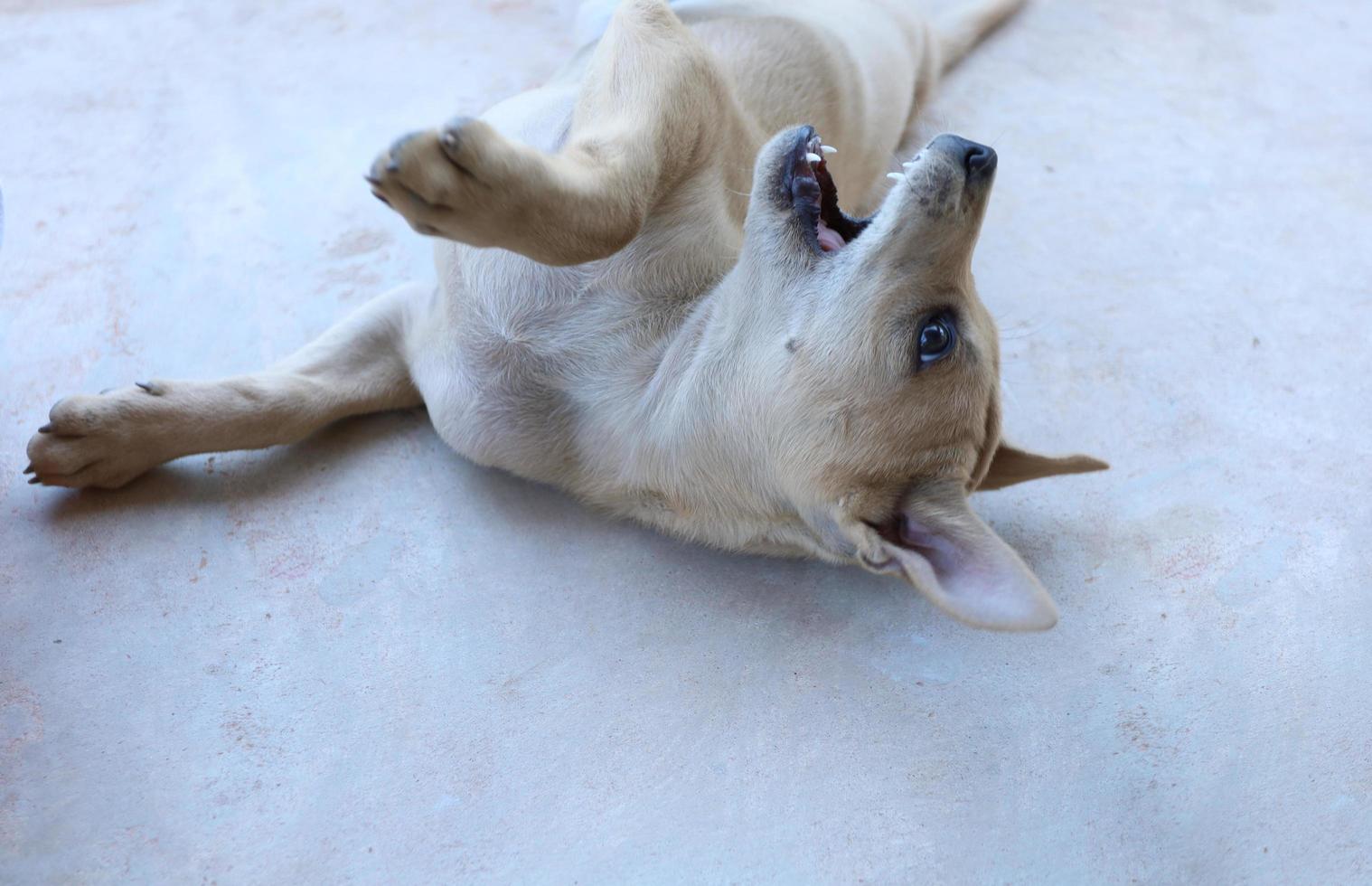 een kleine thaise hond die op het beton in het huis speelt. foto