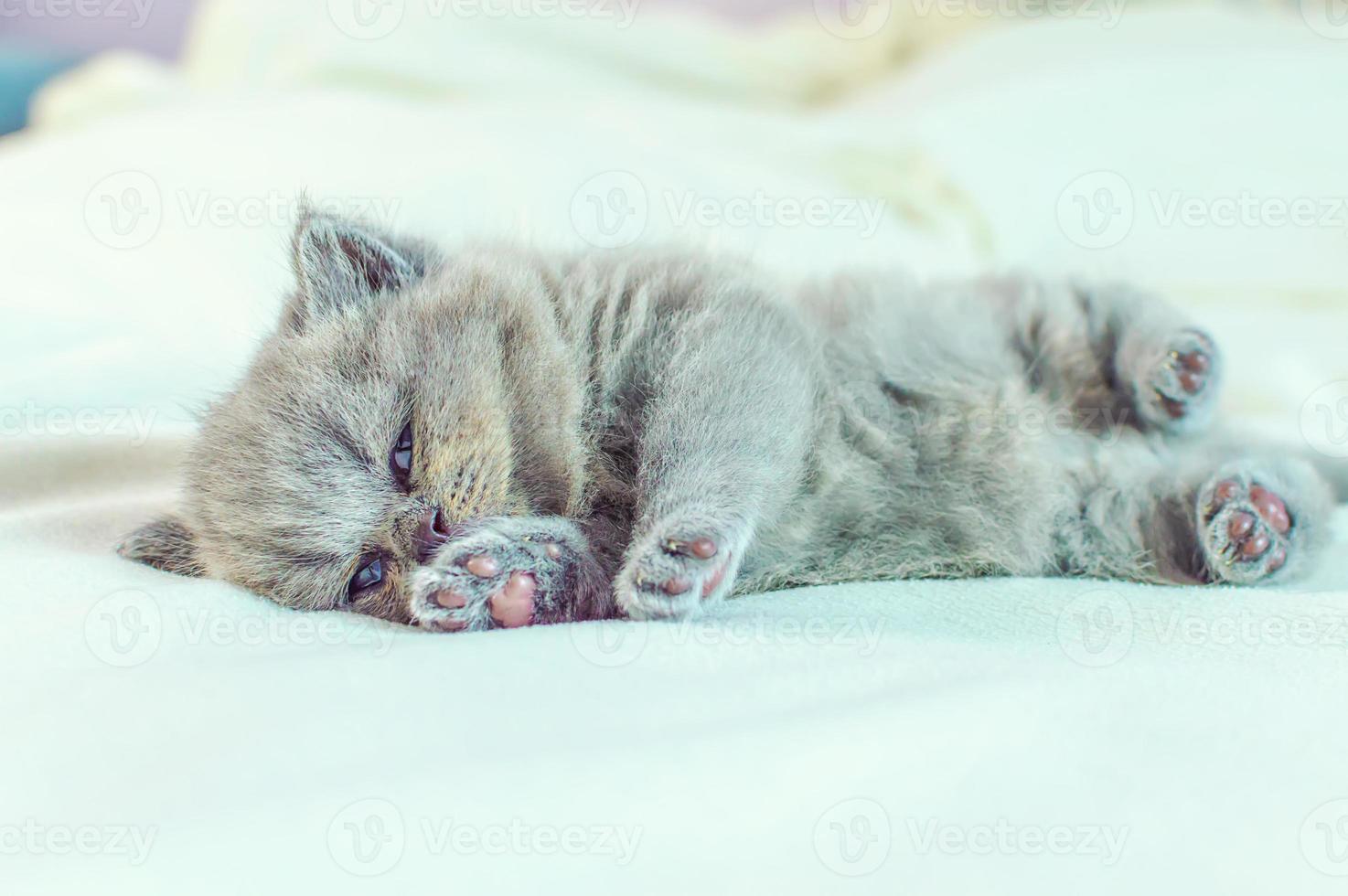 kleine kitten slaapt op een witte deken foto