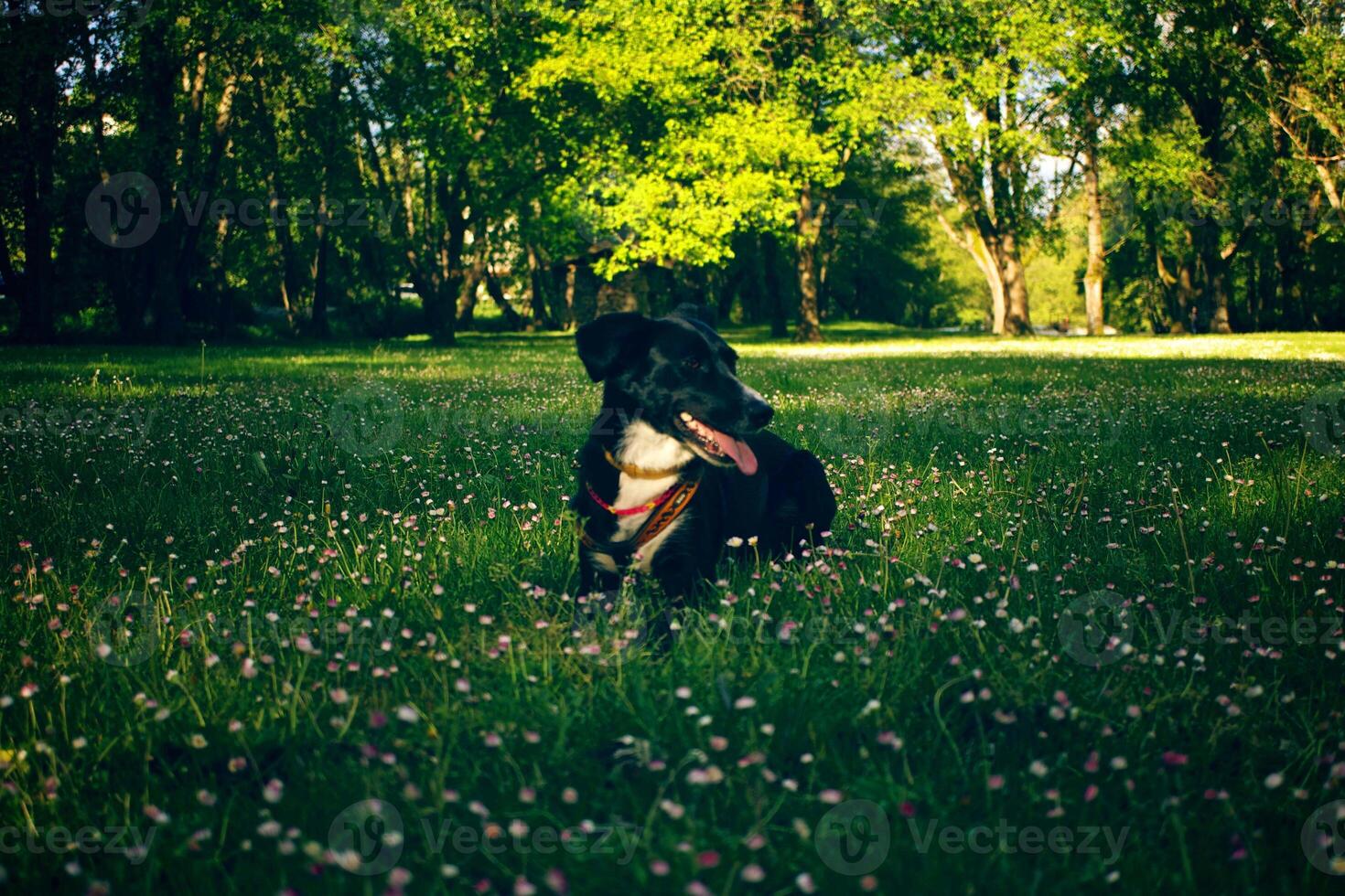 groene tuin en hond natuur achtergrond pittoreske ochtendscène en heldere lente view.beauty of nature concept. foto