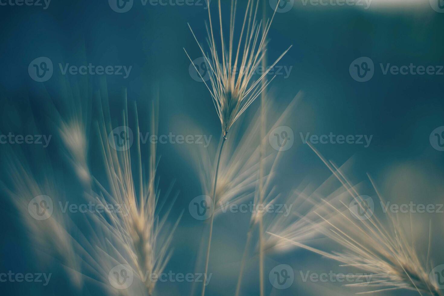 lichtblauwe bloemen en planten tuinmannen handen planten bloemen en planten zijn op het gras in de buurt van een houten ongeverfd foto