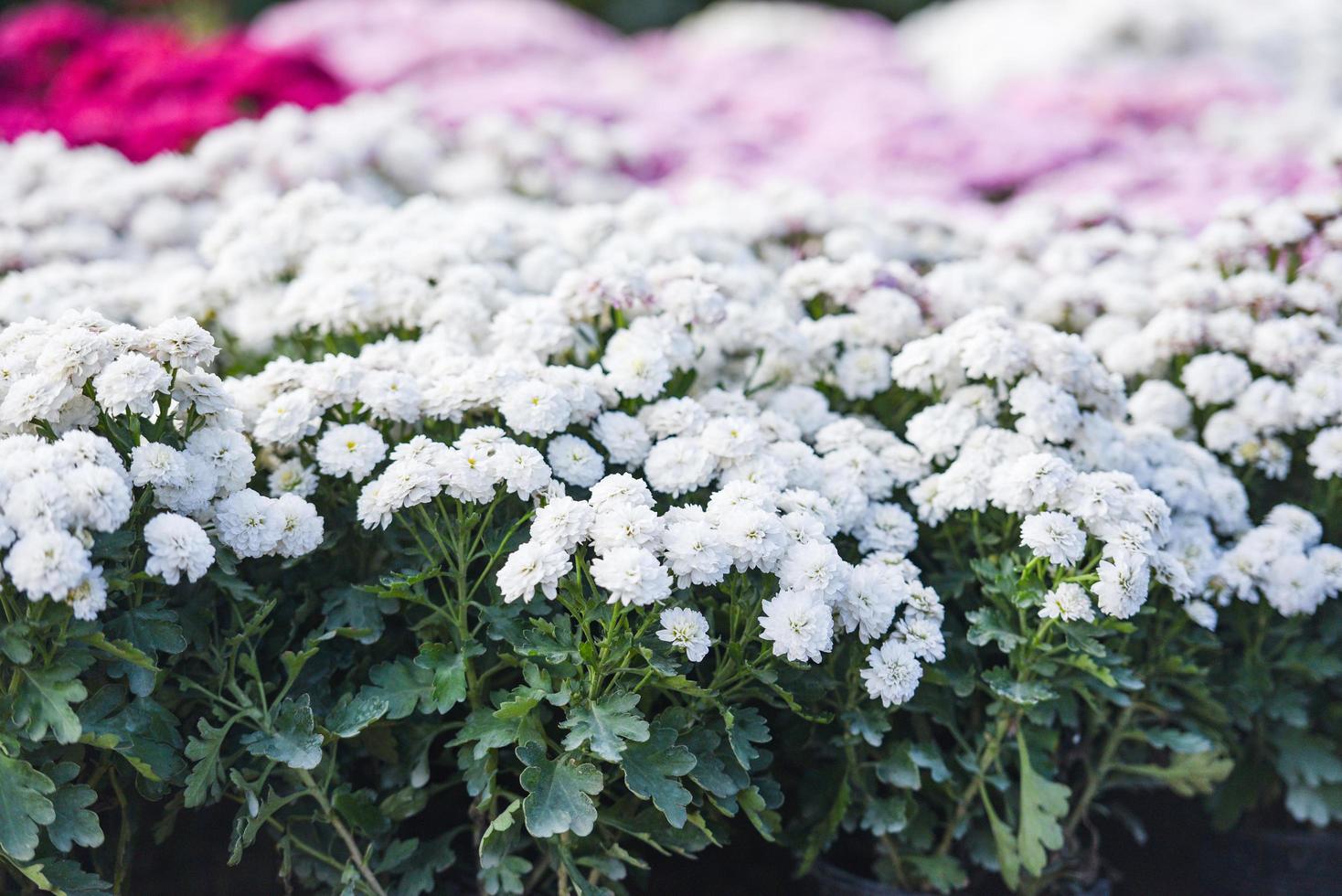 close up van bos bloem witte chrysant mooi textuur achtergrond chrysant bloemen bloeiend decoratie festival viering foto