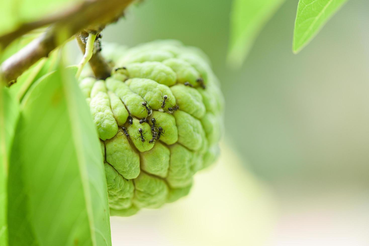 zwarte mier op de suikerappel of custardappel op boom in de tuin tropisch fruit natuur groene achtergrond - annona sweetsop foto