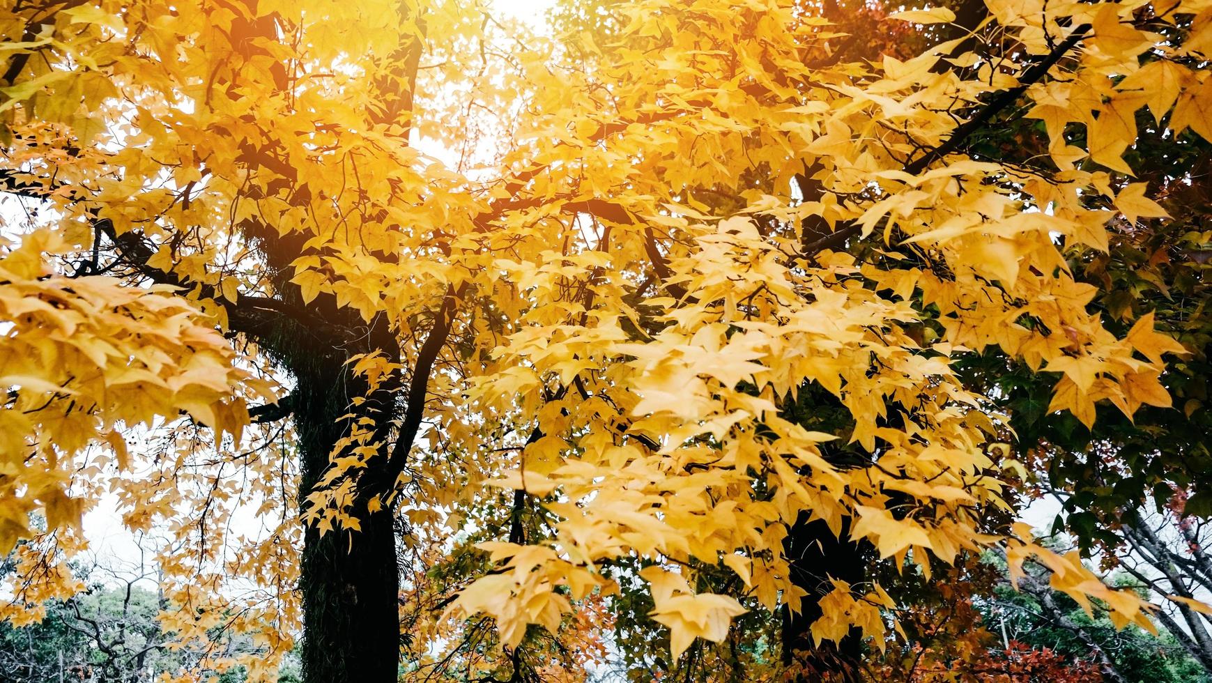 mooie kleurrijke herfstbladeren geel esdoornblad op de esdoornboom in het japans foto