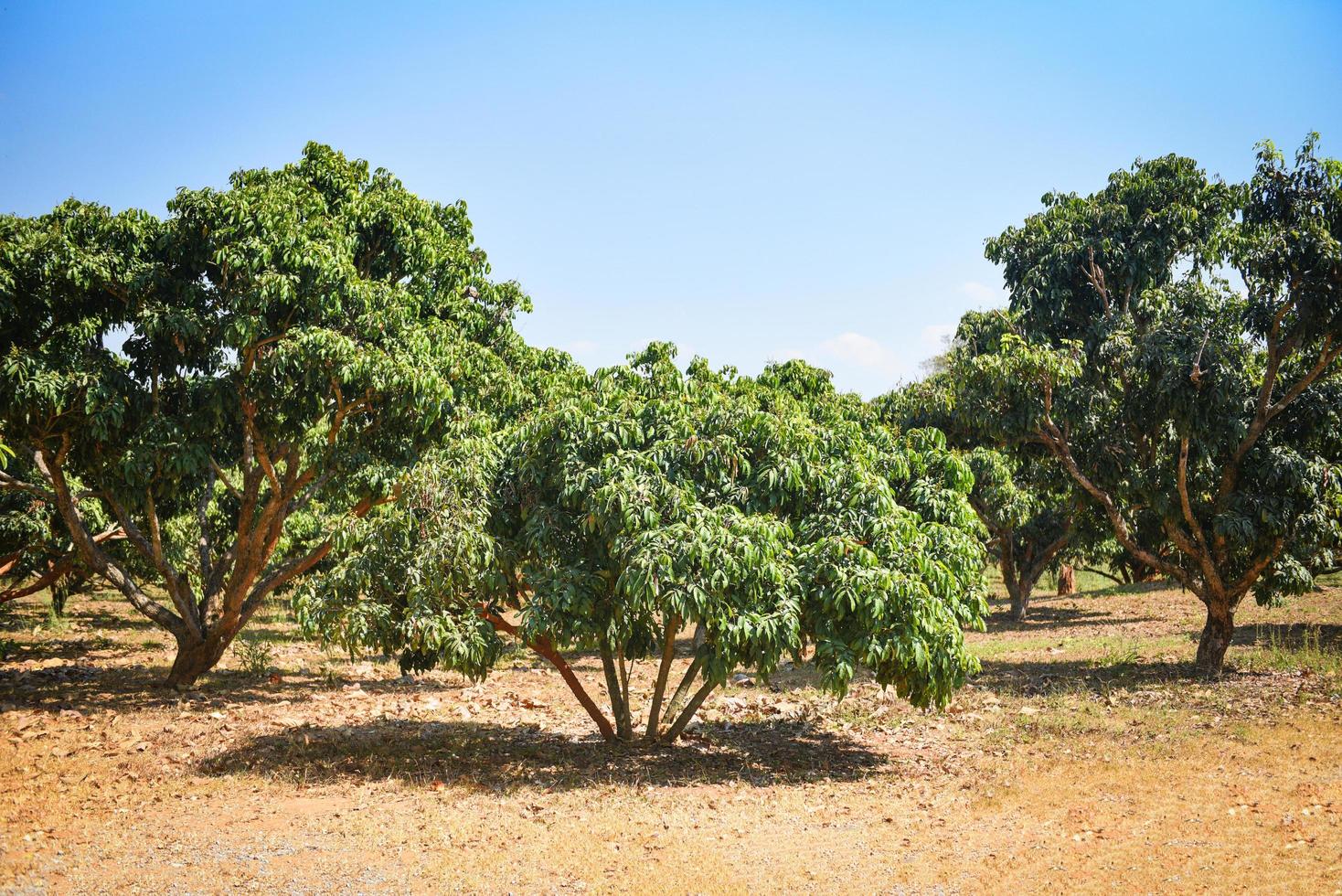 longan boom in de landbouw aziatische - longan tropisch fruit in de tuin zomer foto