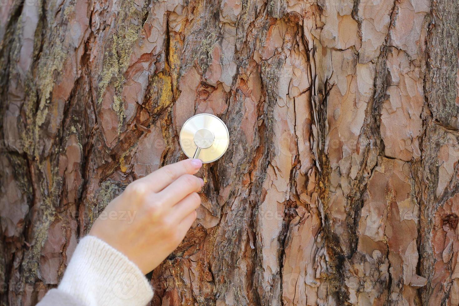 hand vrouw luistert naar een boom met een stethoscoop in het bos, concept hou van het milieu. ruimte kopiëren. selectieve focus foto