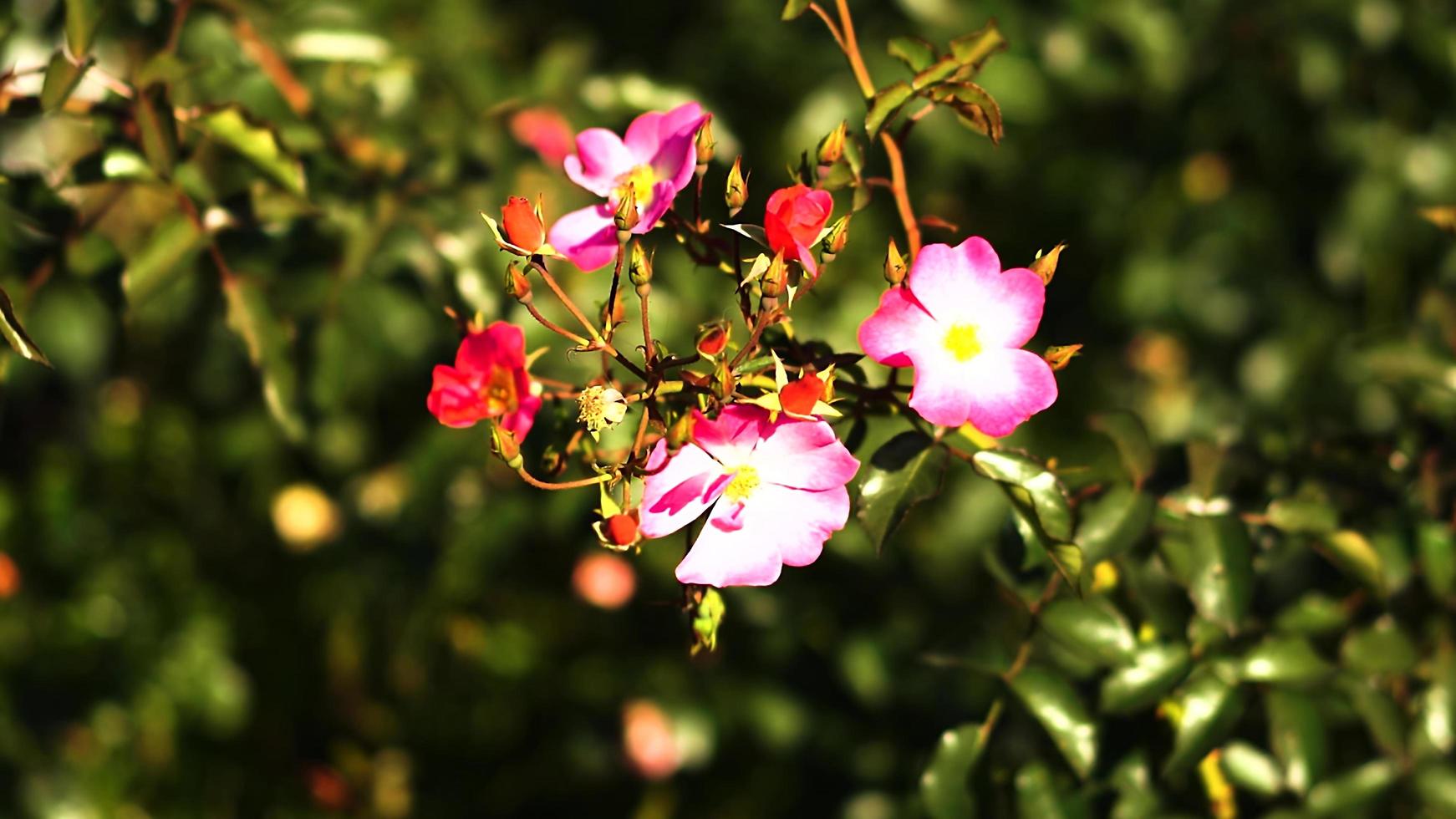 mooie natuurlijke achtergrond van rozen foto