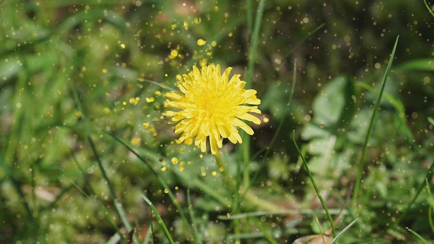 natuurlijke achtergrond met een paardenbloem op een groene achtergrond met bewegende deeltjes foto