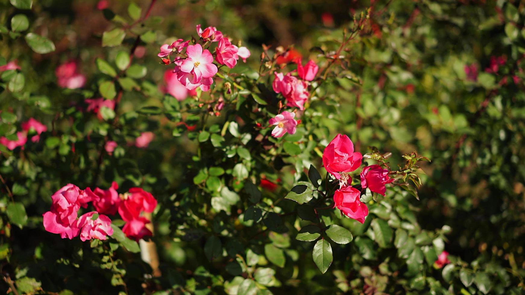 mooie natuurlijke achtergrond van rozen foto