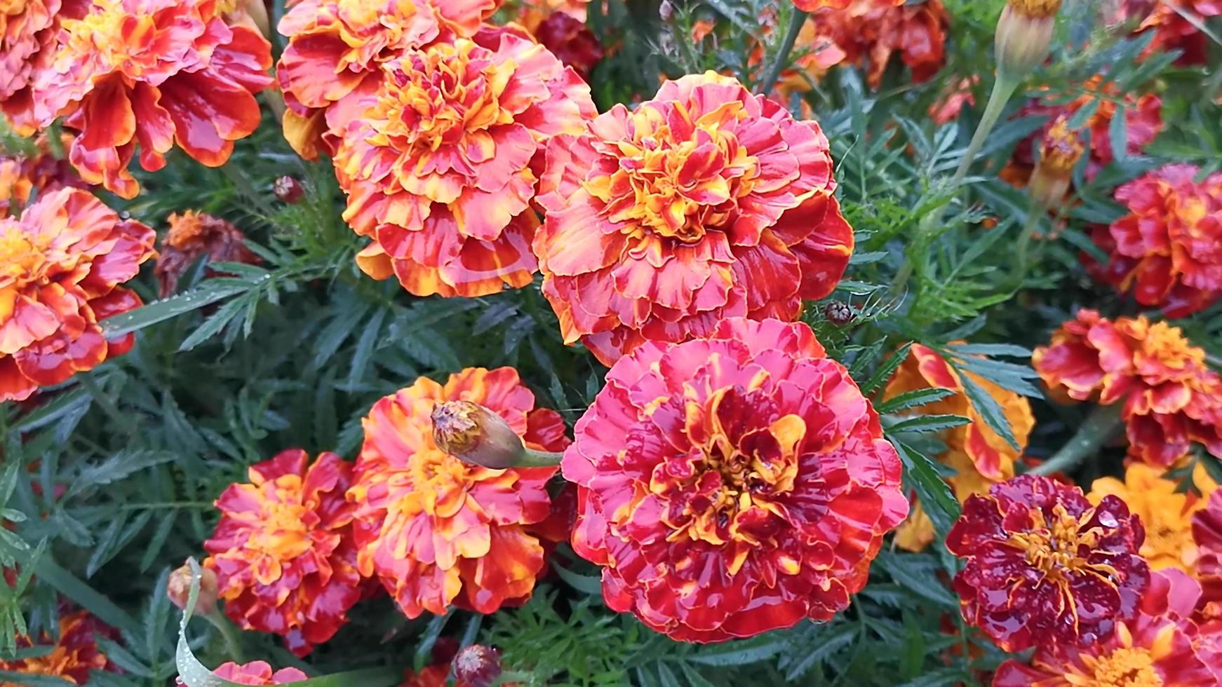 natuurlijke achtergrond met oranje en rode goudsbloemen foto