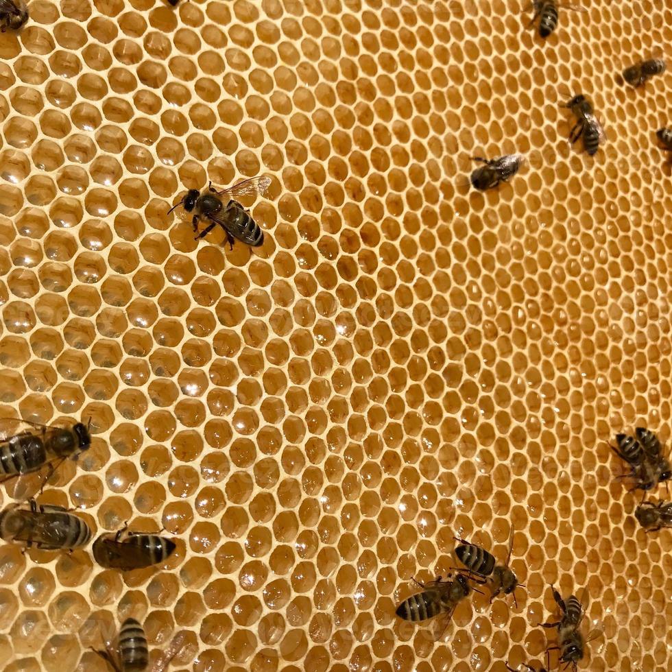 gevleugelde bij vliegt langzaam naar honingraat en verzamelt nectar voor honing op privébijenstal van bloemen foto