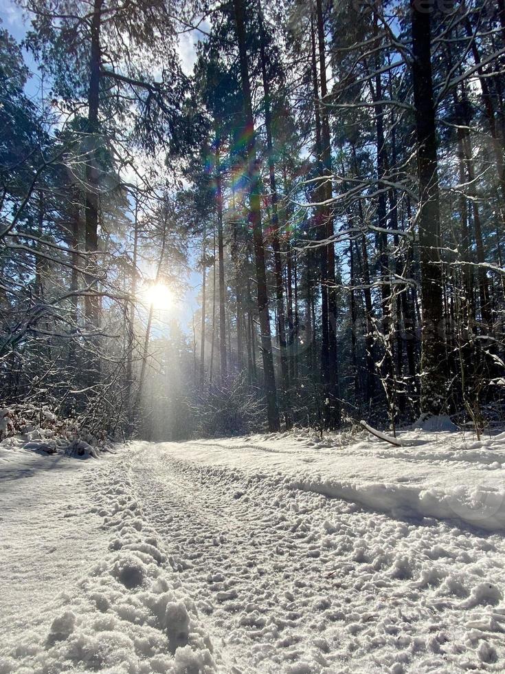 fotografie op thema wintersneeuwbos, mooie heldere zonsondergang foto