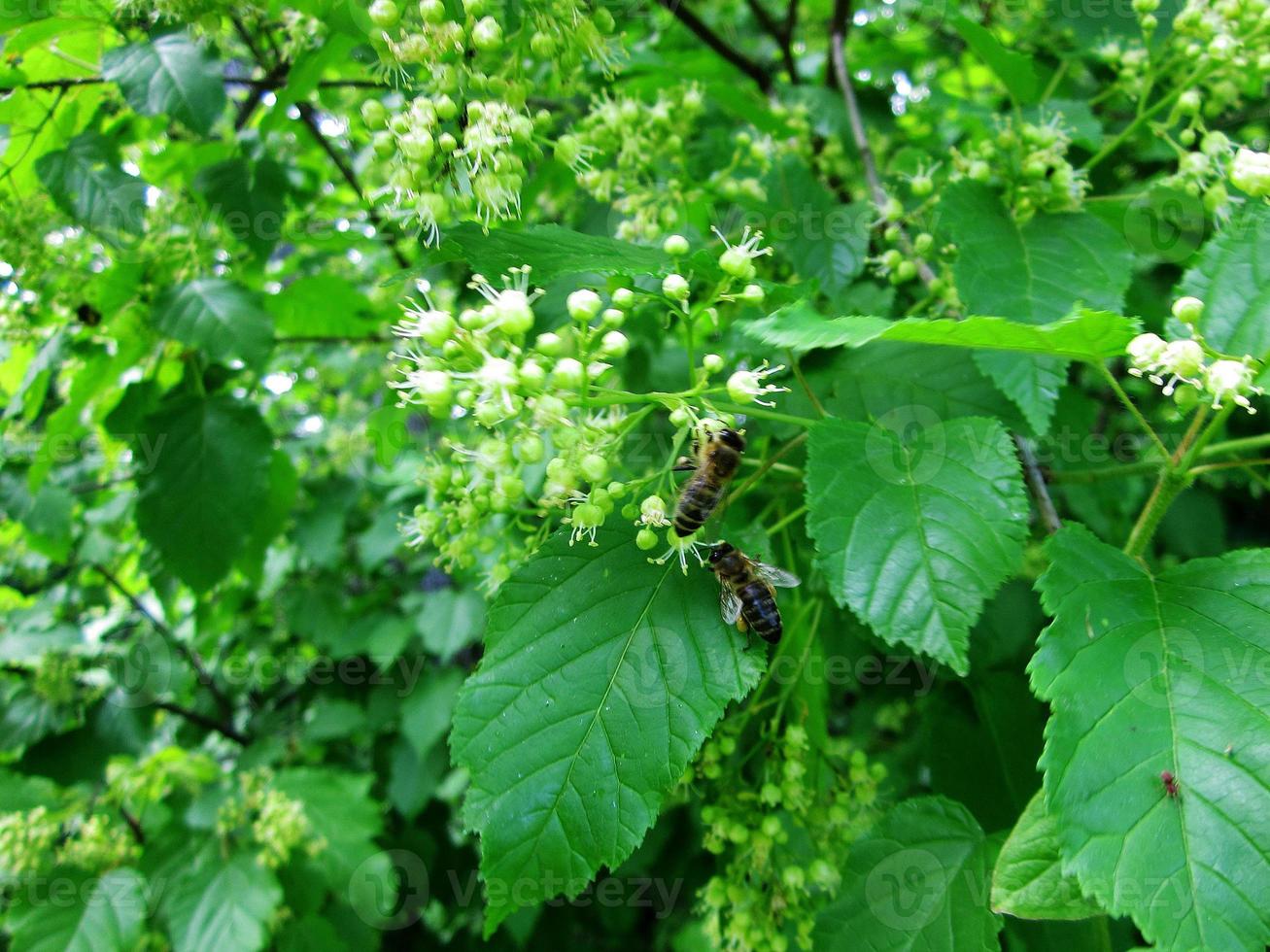 gevleugelde bij vliegt langzaam naar de plant, verzamel nectar voor honing foto