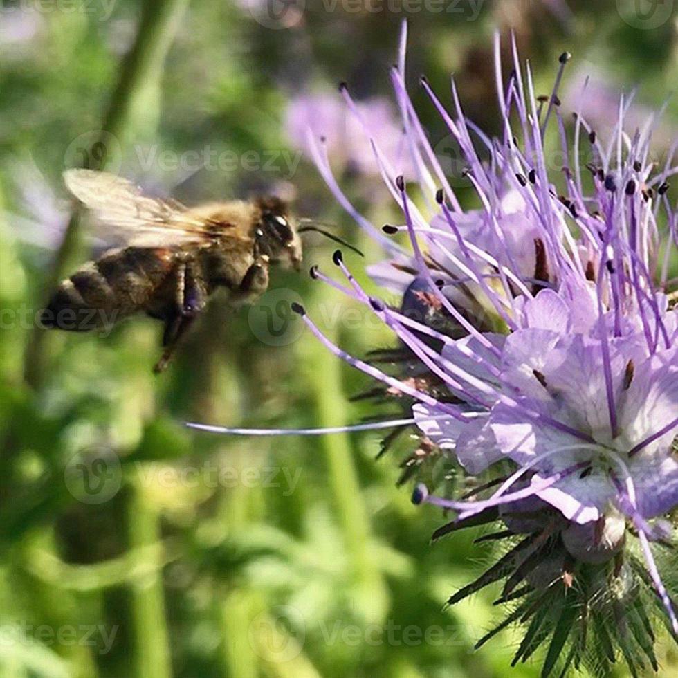 gevleugelde bij vliegt langzaam naar de plant, verzamel nectar voor honing op privé bijenstal van bloem foto