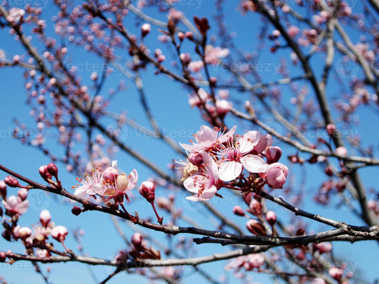 mooie roze bloemen bloeiden op appel foto