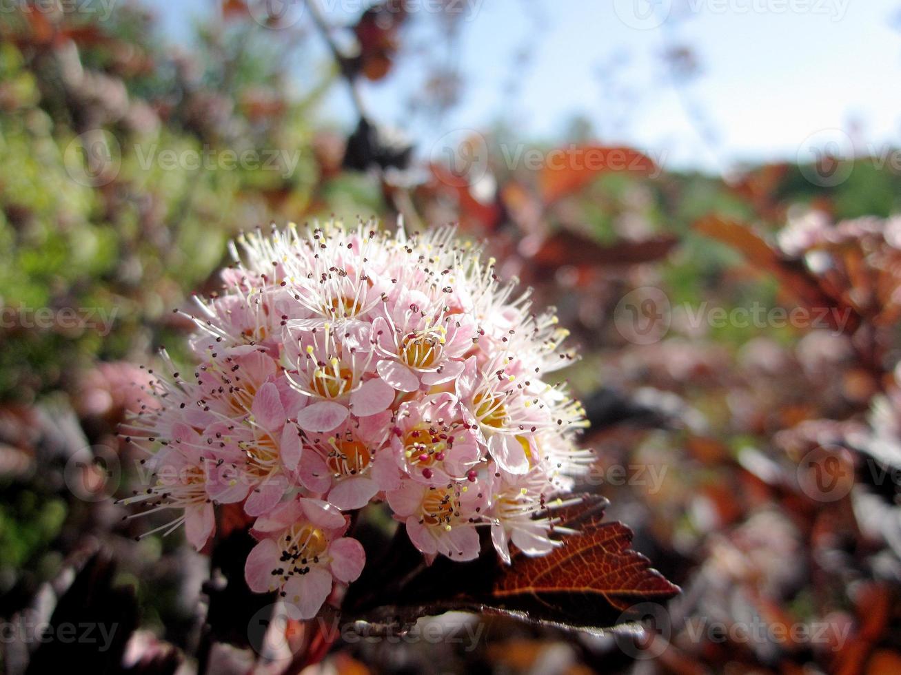 wilde schoonheidsbloem met nectar in bloei foto