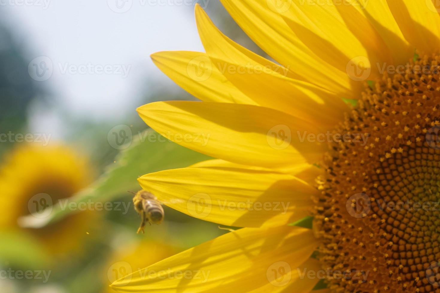 wilde bij op bloem met nectar zonnebloem in veld platteland foto