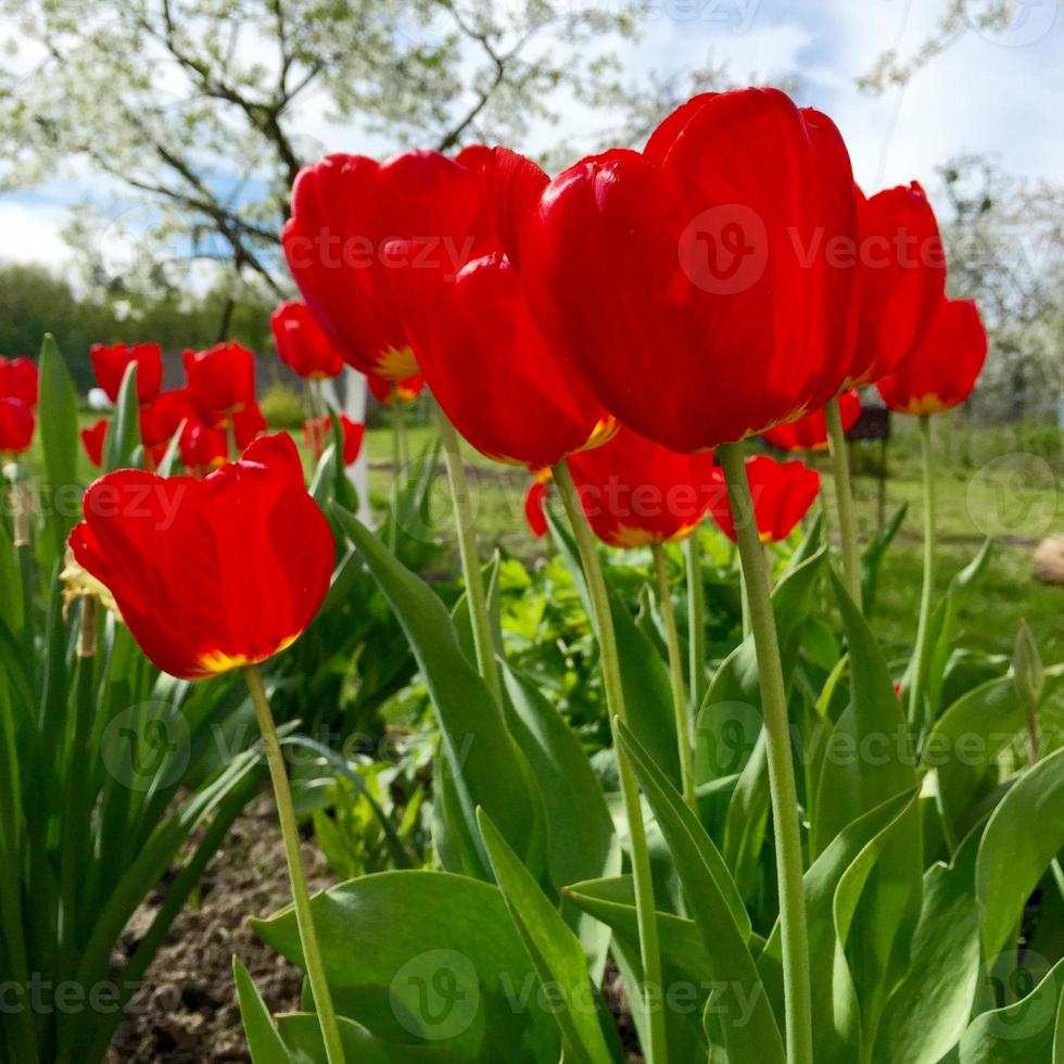 bloeiende bloemtulp met groene bladeren, levende natuurlijke natuur foto