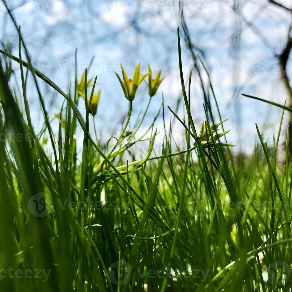 bloeiende groene bladeren gras bloem, levende natuurlijke natuur foto