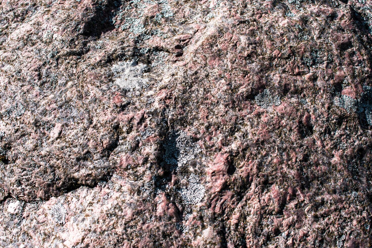 zee rock natuur getextureerde groene blad textuur. blad textuur achtergrond achtergrond van buiten platteland op background foto