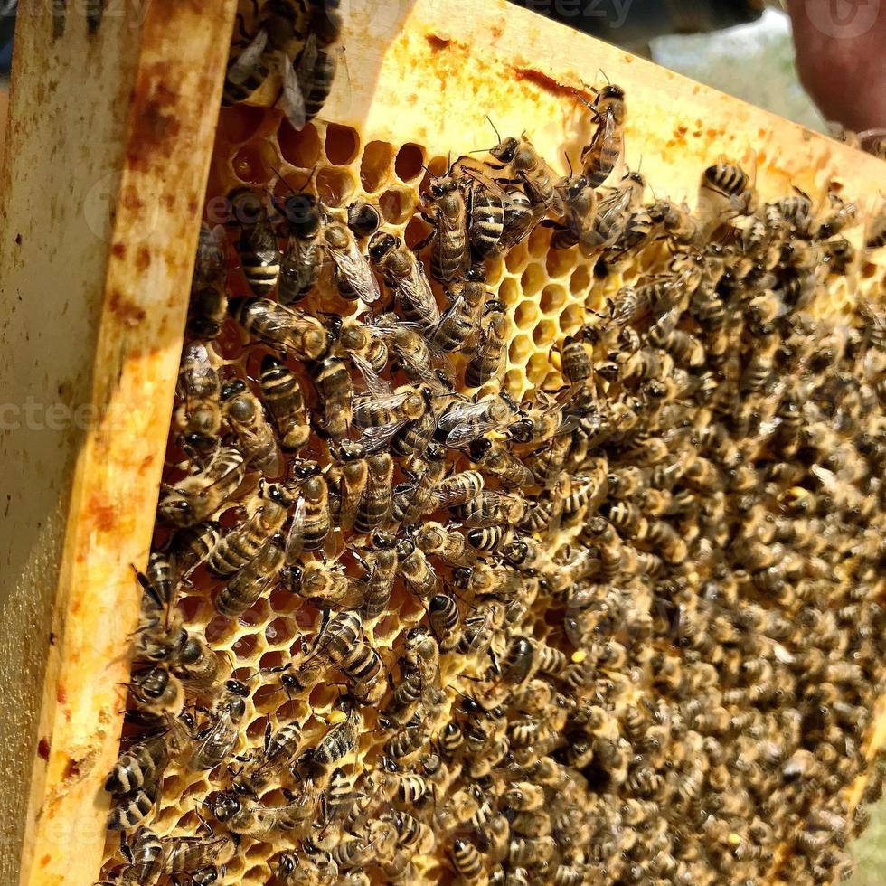 gevleugelde bij vliegt langzaam naar honingraat om nectar te verzamelen foto